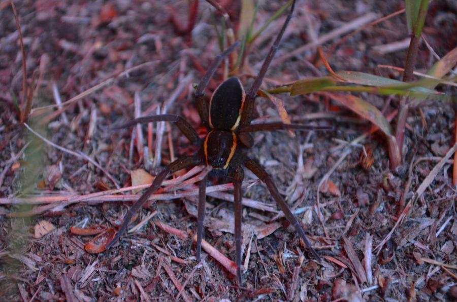 Большой сплавной паук, довольно редкий вид. Обнаружили его, когда собирали палатку.