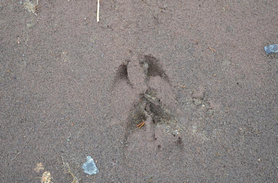 На песчаном берегу отчетливо видны следы различных животных...