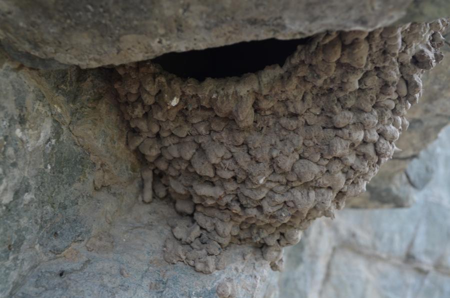 Ласточкино гнездо на скале у дороги на уровне человеческих глаз