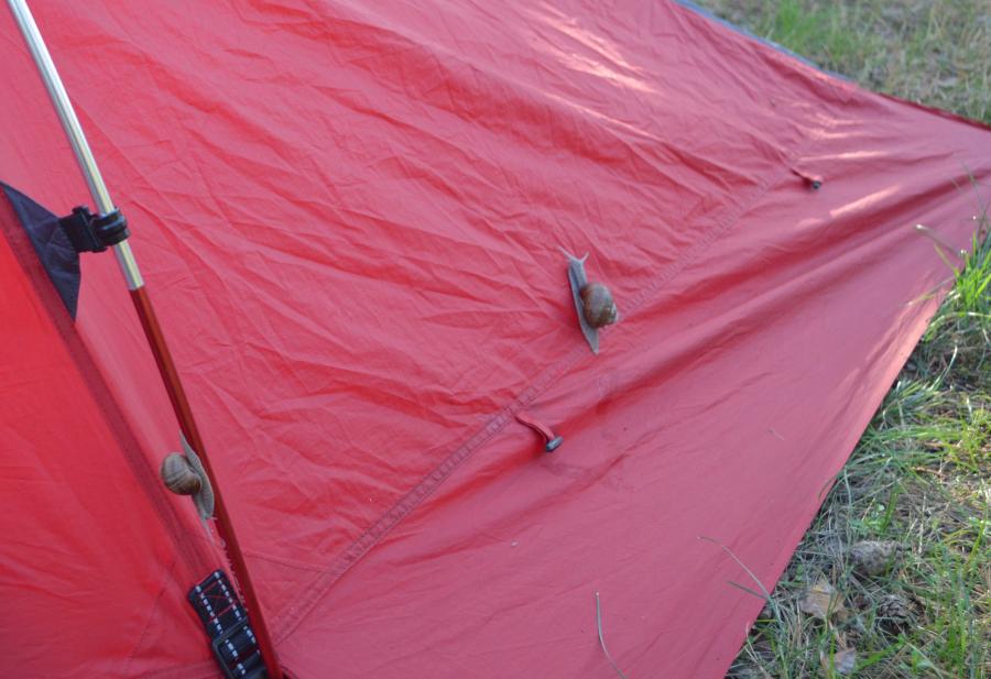 Утром нашу палатку атаковали улитки