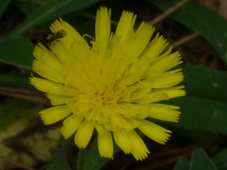 Букашка на цветке ястребинки волосистой