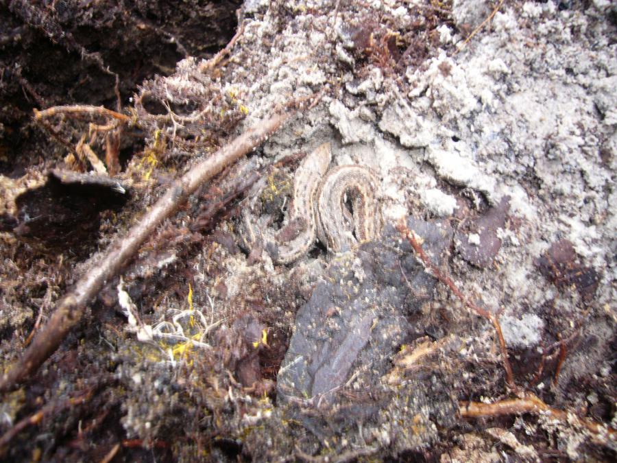 Пара спящих ящерок под корнем трухлявого пня