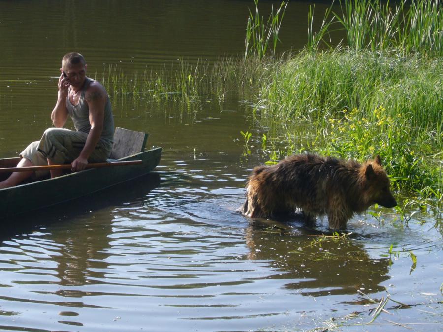 Купание собаки. Эта немецкая овчарка купается только в том случае, если хозяин заплывает на лодке в реку. Ей обязательно надо чтобы хозяин был рядом.