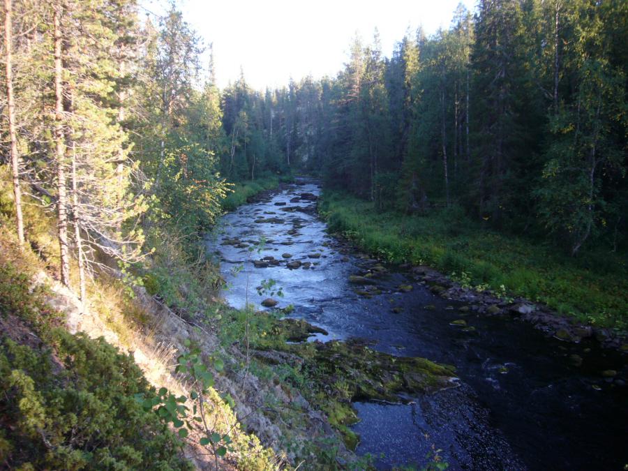 Ареньга