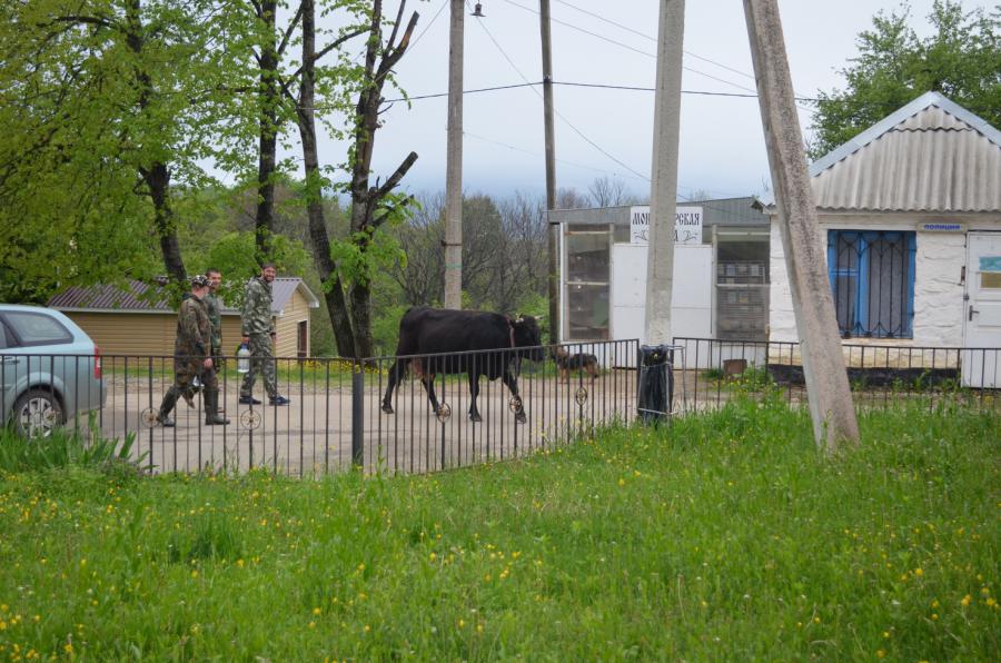 Че привязались к корове...