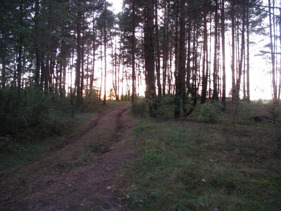 Дорога на кукурузное поле