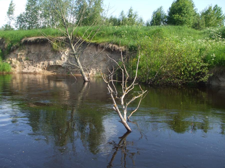 Ветки, торчащие из воды, это не редкость. Но ведь это красиво...