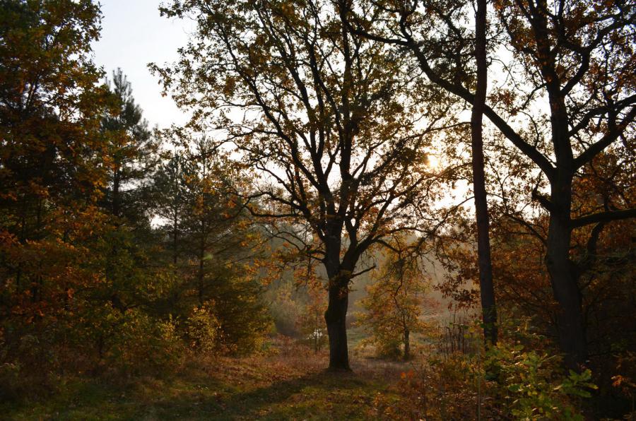 Золотая осень