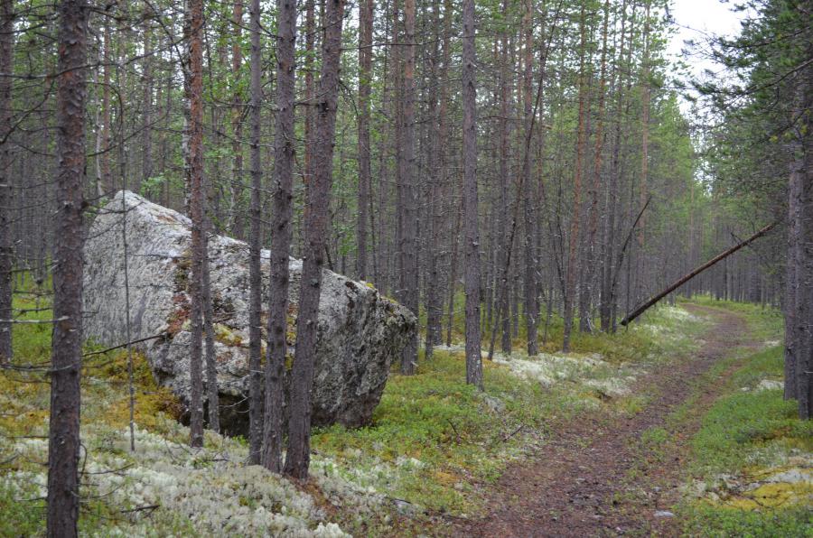 Из всех обносов, этот был самый живописный и более-менее легкий. Лесная дорога ровная без колдобин. По обе стороны дороги сказочный ковер из мхов и лишайников. Очень много ягеля