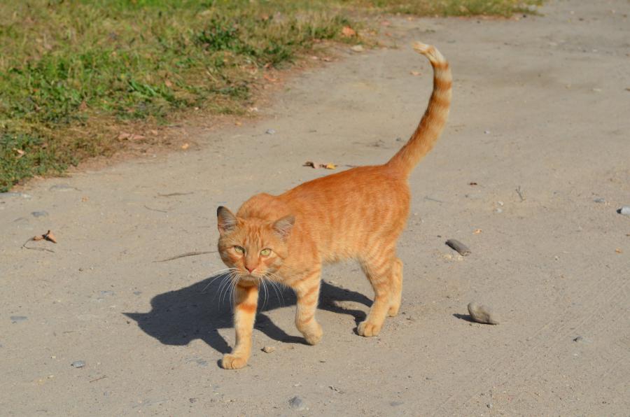 По улице кота водили