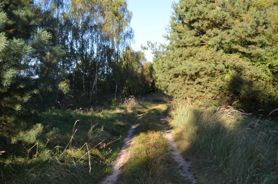 Лесная дорога