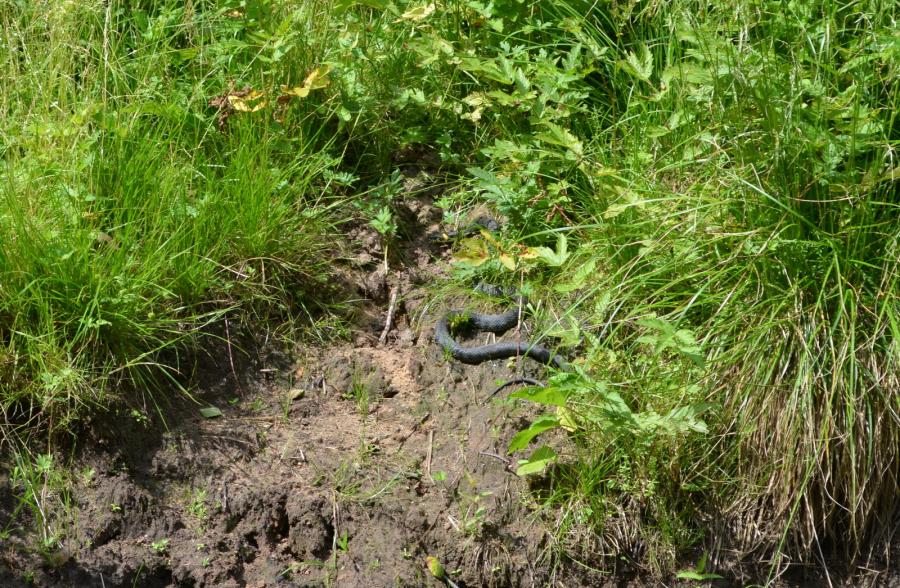 На одной из остановок увидели вот такого вот загорающего ужа.