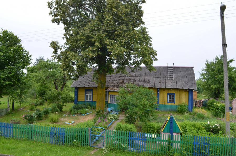 Огромные липы во дворах деревни
