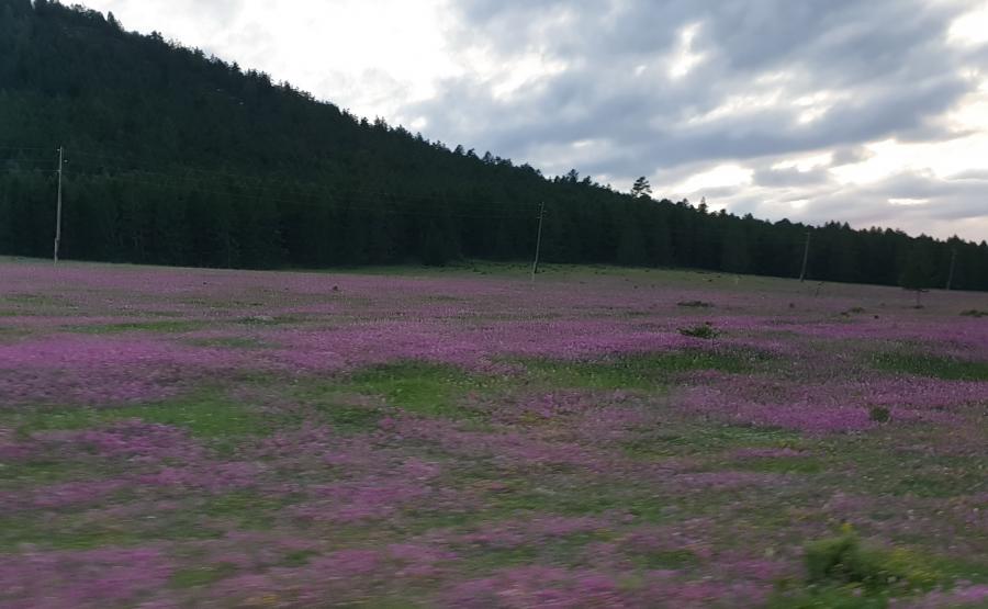 Цветущие Альпийские луга