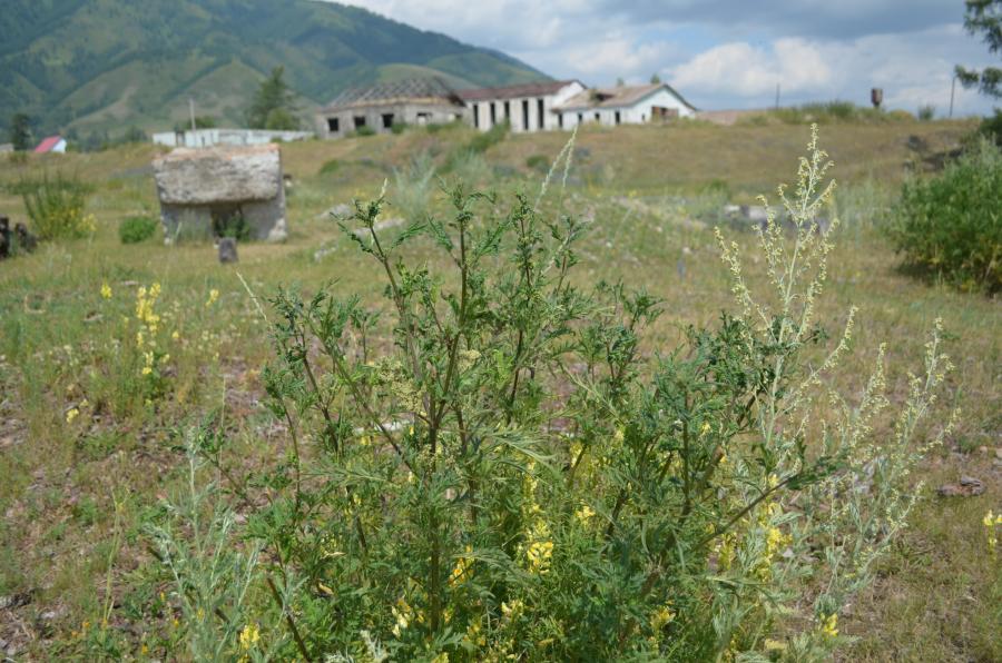 Крапива на Алтае отличается от нашей, но жжет никак не слабее.
