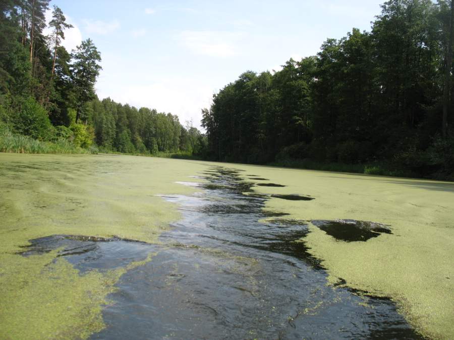 Дорожка