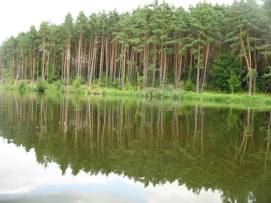 На берегах красивый сосновый лес, удобные выходы
