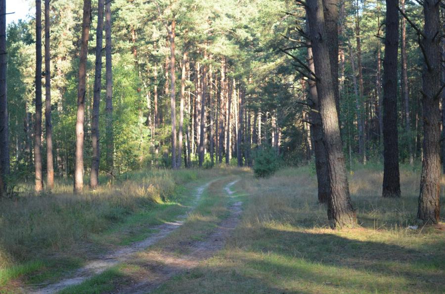 Утро воскресенья 8-го августа. Нам бы поспать, но надо собираться, до реки ещё почти километр. По этой дороге мы примерно за час в несколько ходок преодолели расстояние до реки. 
