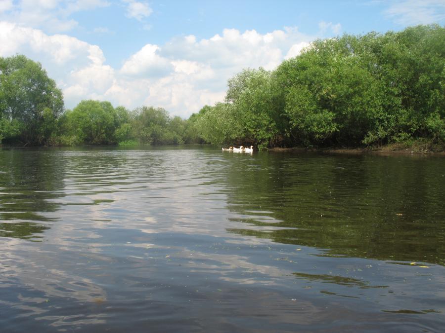 Первая живность по курсу.