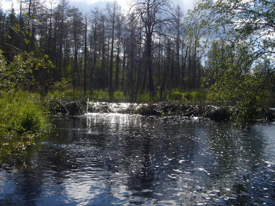 Сразу видно, где рафт прошёл