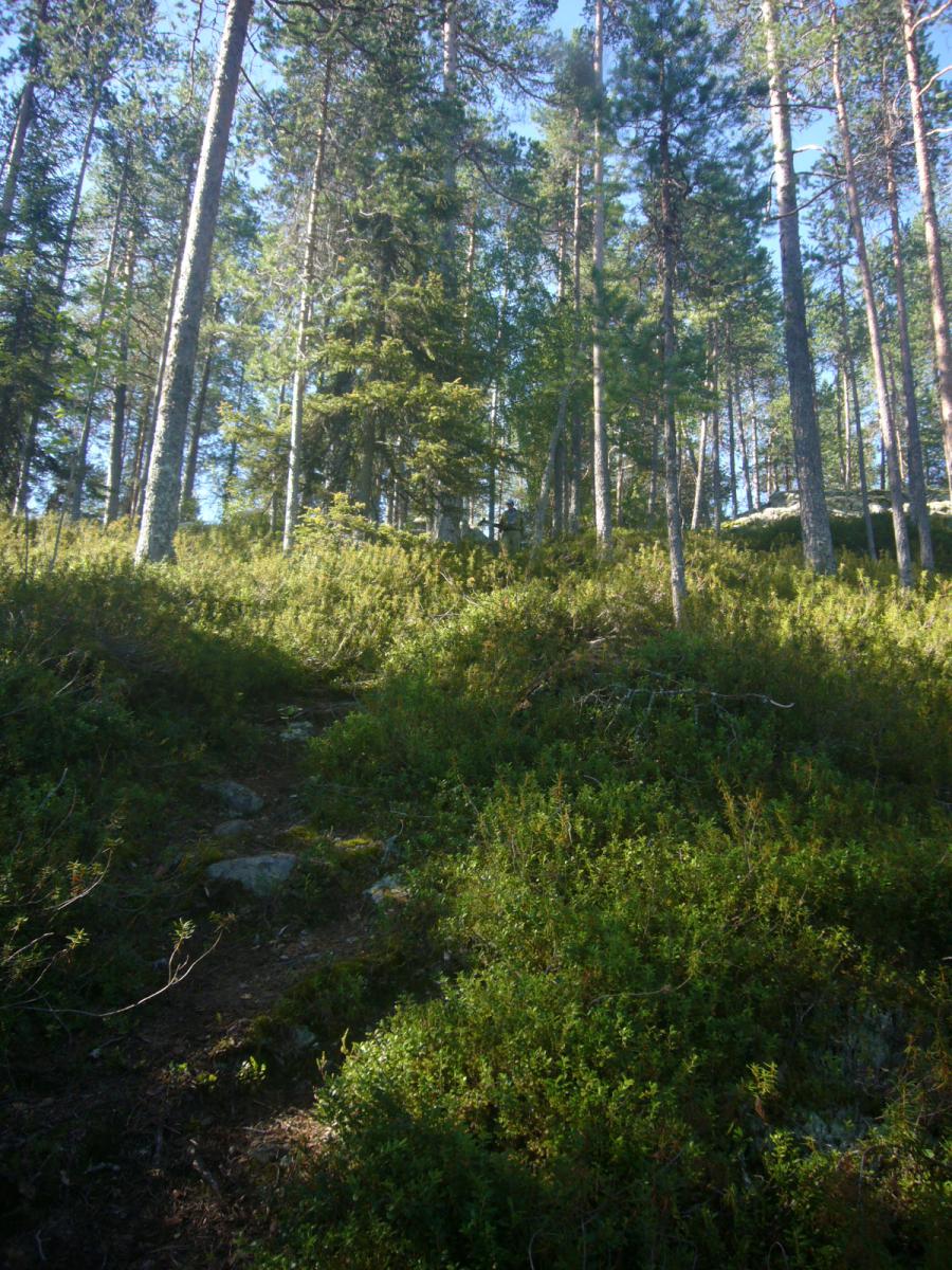 Тропа к реке