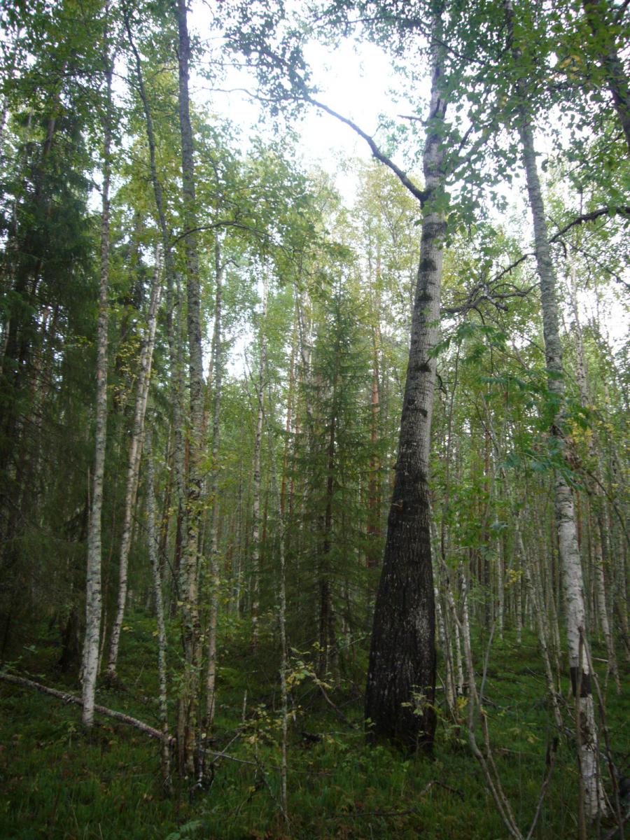 без комментариев