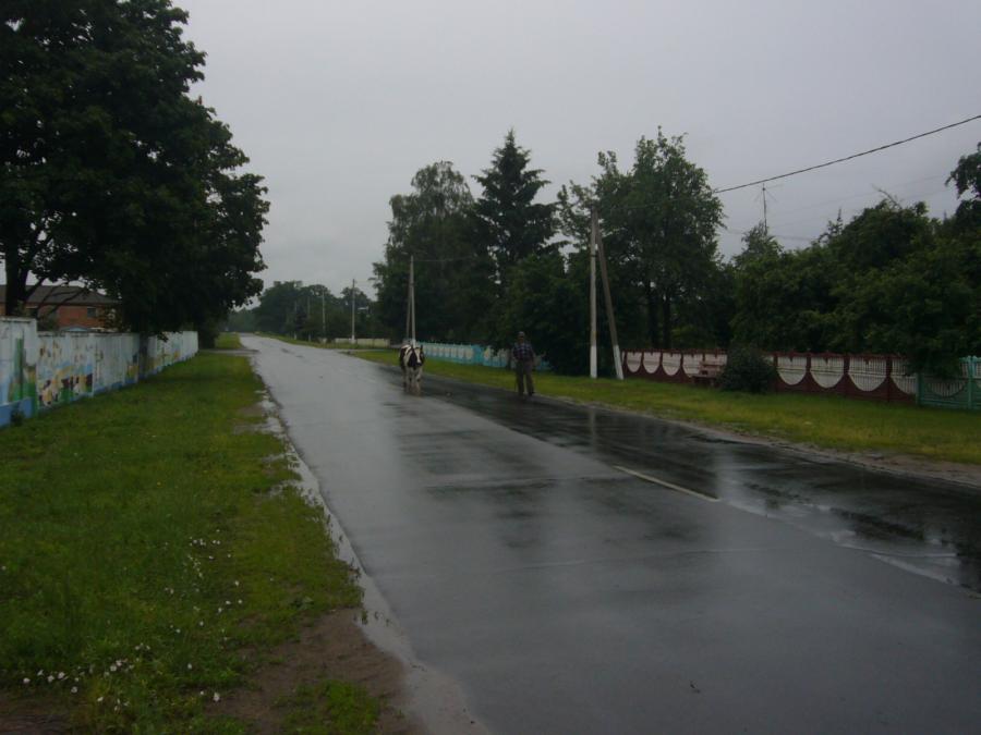 По улице корову водили