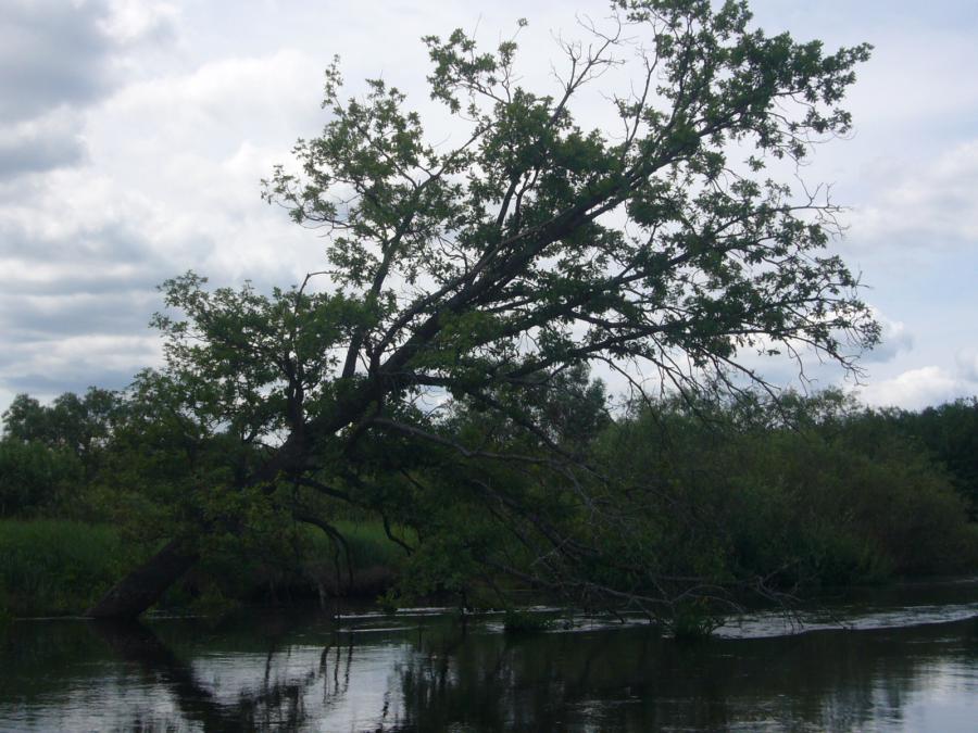 Дерево уходит под воду