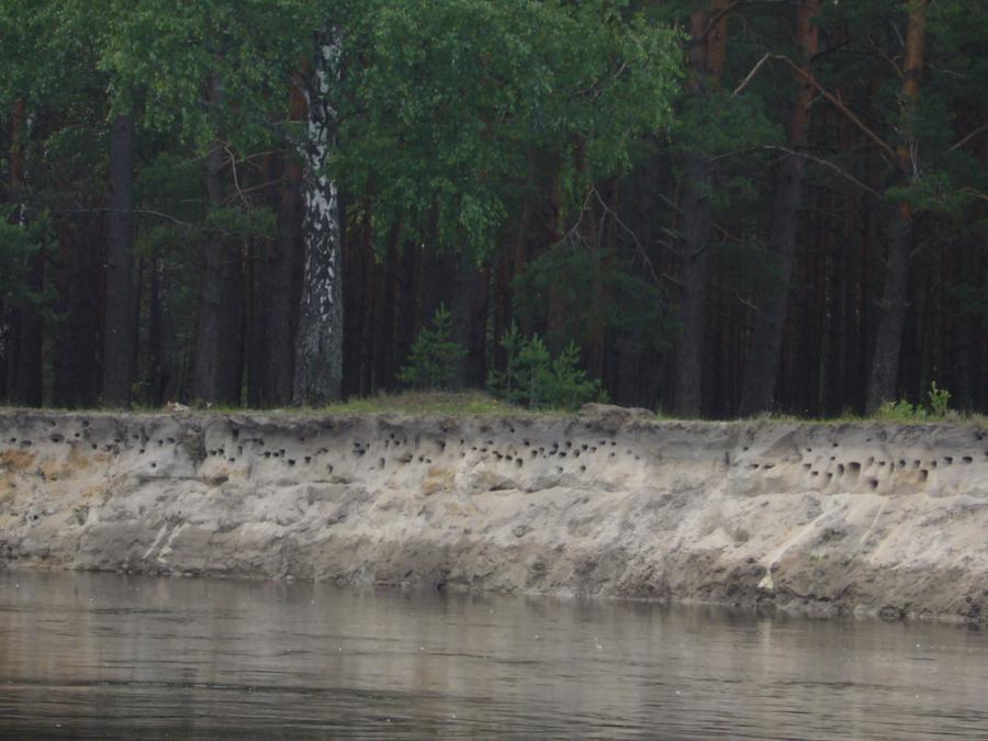 Береговые ласточки