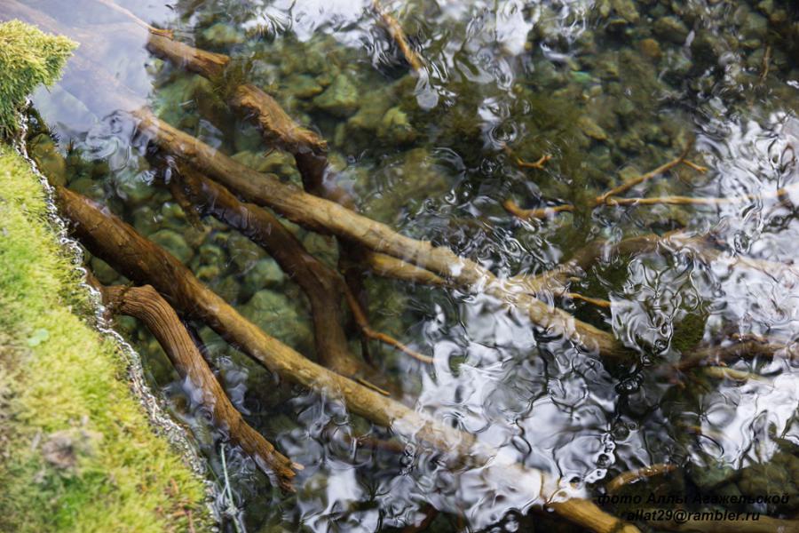 Корни в кристально чистой воде